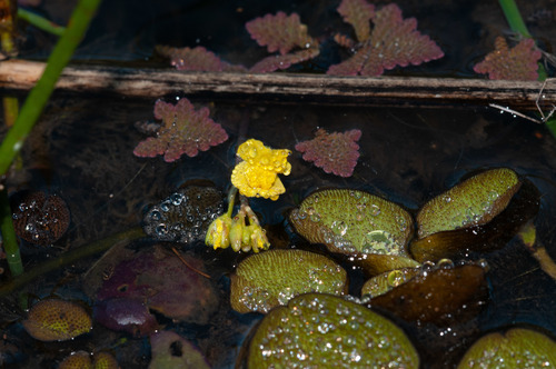 Utricularia aurea (Utricularia aurea)