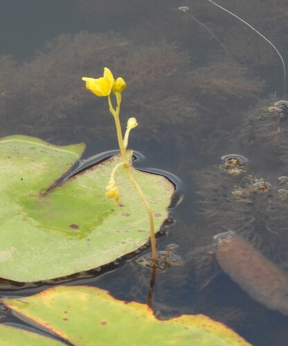 Utricularia aurea (Utricularia aurea)
