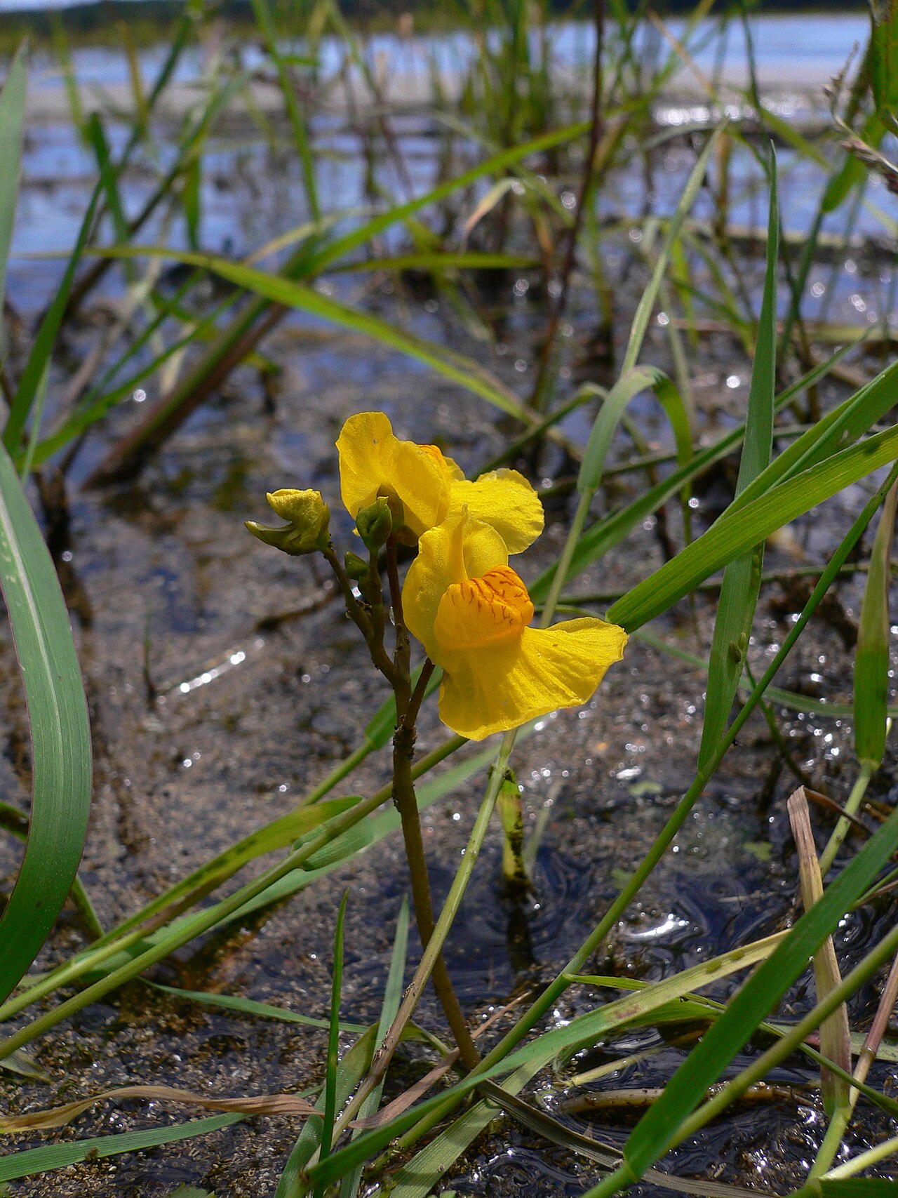 Bladderwort (Utricularia australis)