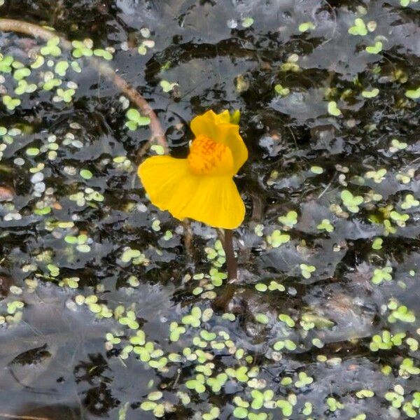 Bladderwort (Utricularia australis)