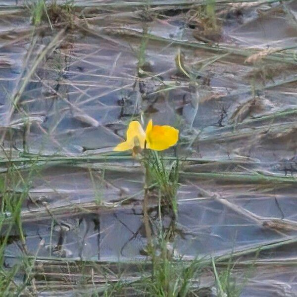 Bladderwort (Utricularia australis)