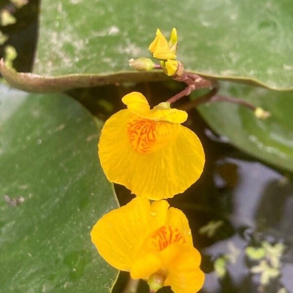 Bladderwort (Utricularia australis)