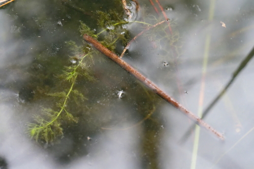 Bladderwort (Utricularia australis)