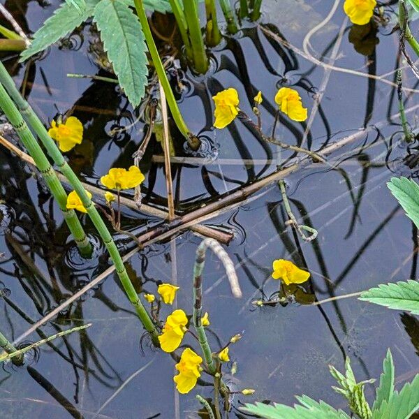 Bladderwort (Utricularia australis)