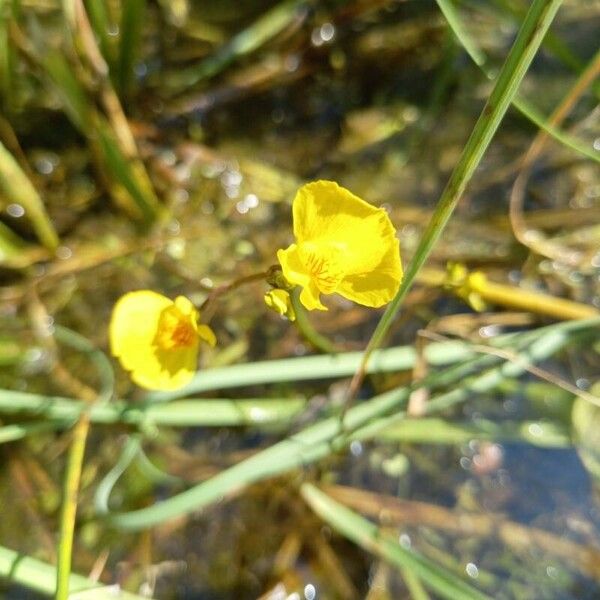 Bladderwort (Utricularia australis)