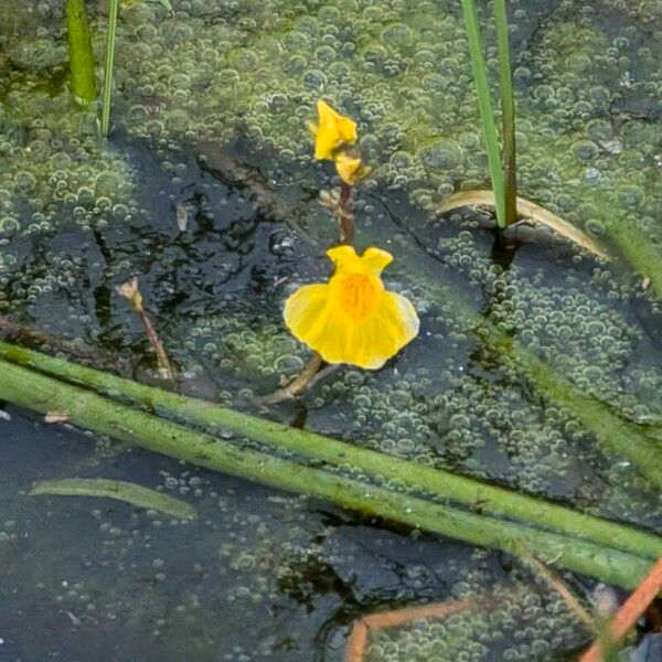 Bladderwort (Utricularia australis)
