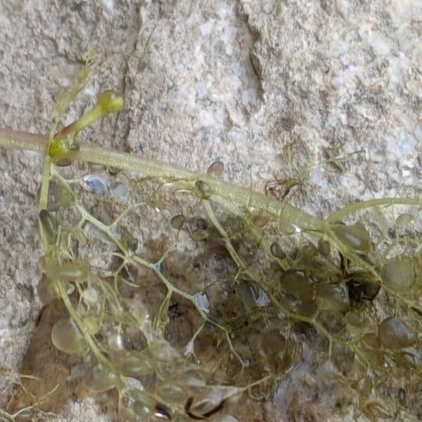 Bladderwort (Utricularia australis)