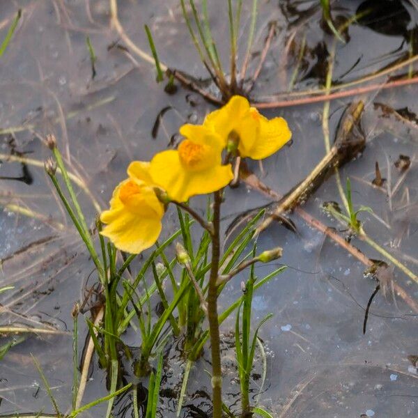 Bladderwort (Utricularia australis)