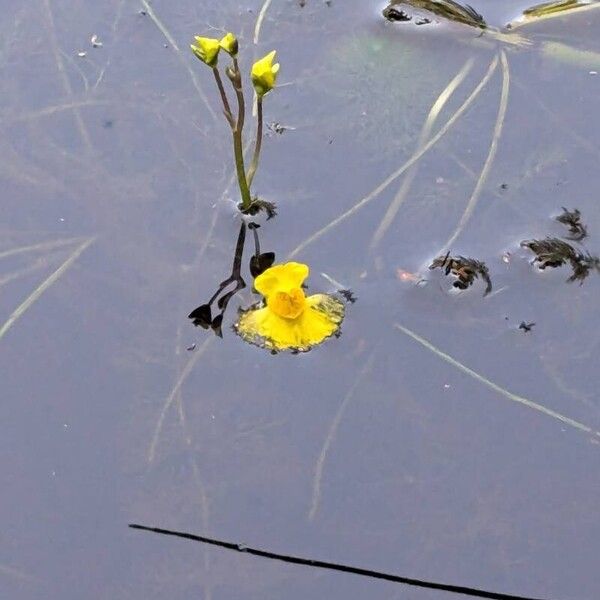 Bladderwort (Utricularia australis)