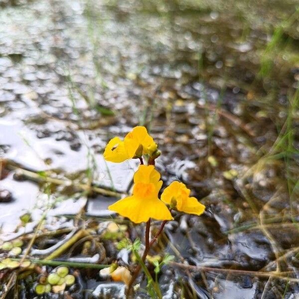 Bladderwort (Utricularia australis)