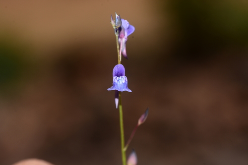 Utricularia babui (Utricularia babui)