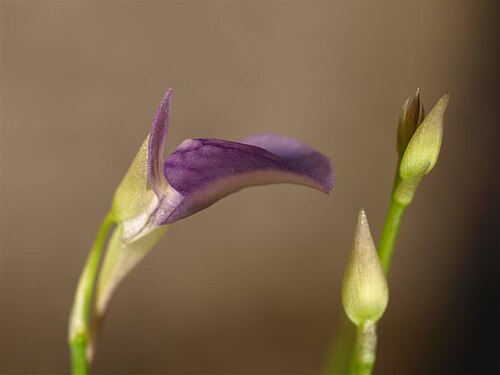 Utricularia babui: Utricularia babui