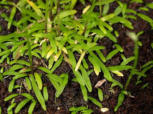 Utricularia babui: Utricularia babui