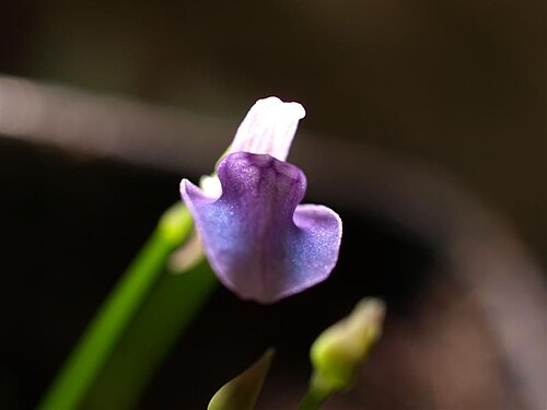 Utricularia babui: Utricularia babui
