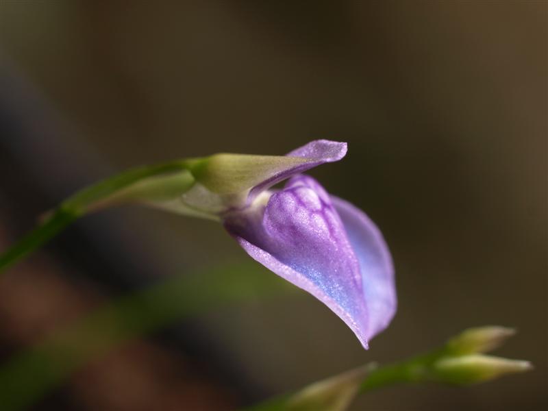 Utricularia babui: Utricularia babui