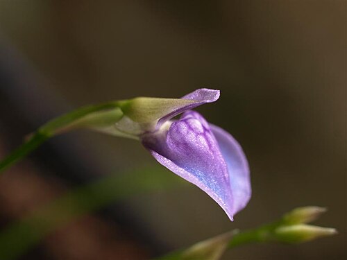 Utricularia babui: Utricularia babui