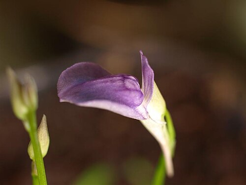 Utricularia babui: Utricularia babui