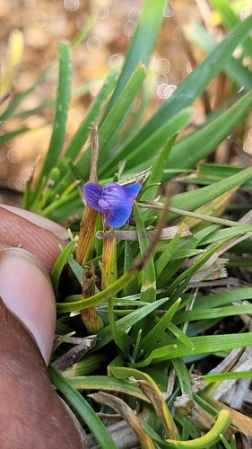 Utricularia babui (Utricularia babui)