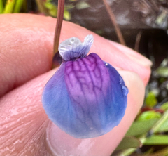 Utricularia babui (Utricularia babui)