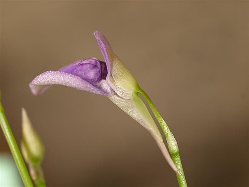 Utricularia babui: Utricularia babui