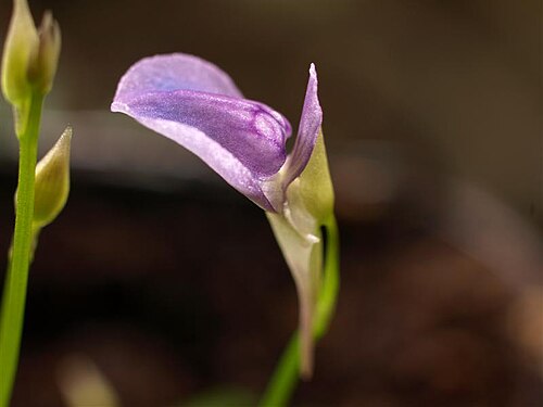 Utricularia babui: Utricularia babui