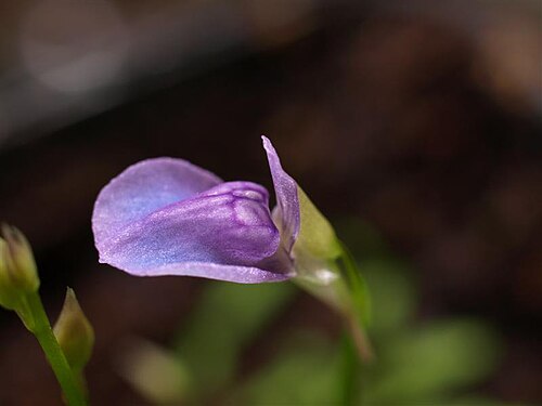 Utricularia babui: Utricularia babui