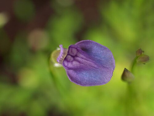 Utricularia babui: Utricularia babui