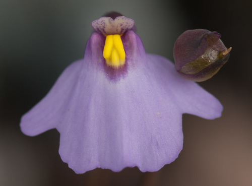 Utricularia barkeri (Utricularia barkeri)