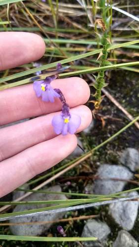 Utricularia barkeri (Utricularia barkeri)