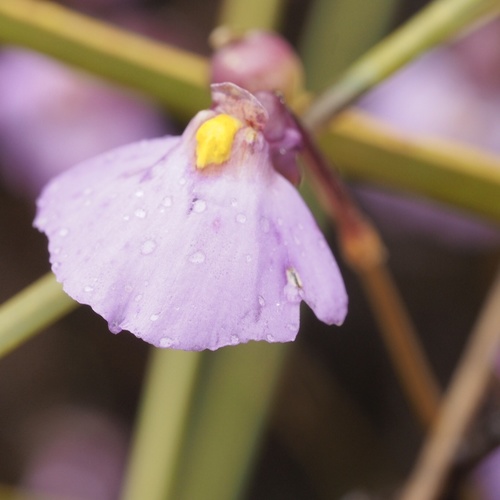 Utricularia barkeri (Utricularia barkeri)