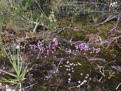 Utricularia barkeri (Utricularia barkeri)