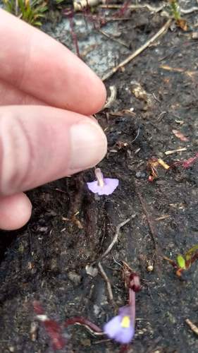 Utricularia barkeri (Utricularia barkeri)