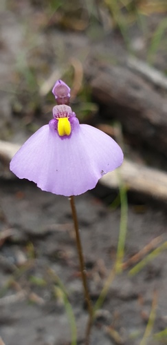 Utricularia barkeri (Utricularia barkeri)