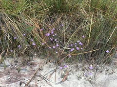 Utricularia barkeri (Utricularia barkeri)