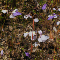 Utricularia barkeri (Utricularia barkeri)