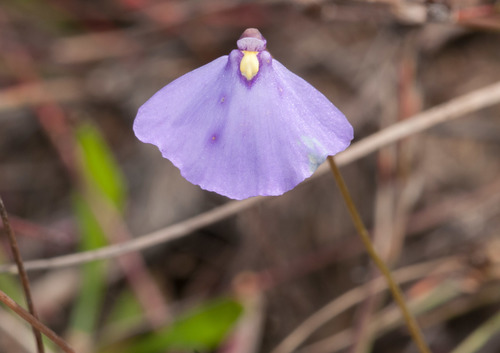 Utricularia barkeri (Utricularia barkeri)