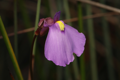 Utricularia barkeri (Utricularia barkeri)