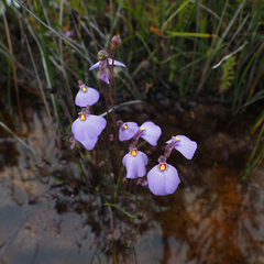 Utricularia barkeri (Utricularia barkeri)