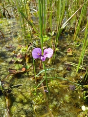 Utricularia beaugleholei (Utricularia beaugleholei)