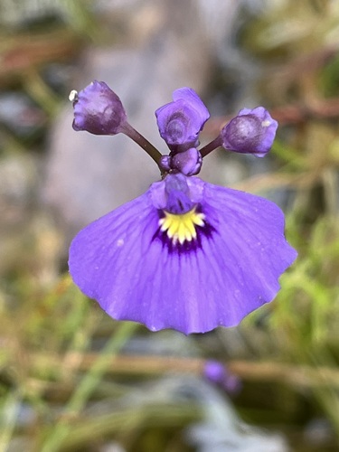 Utricularia beaugleholei (Utricularia beaugleholei)