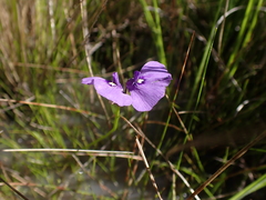 Utricularia beaugleholei (Utricularia beaugleholei)