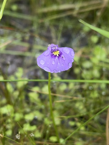 Utricularia beaugleholei (Utricularia beaugleholei)