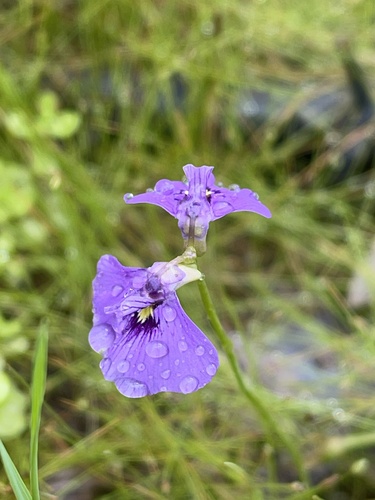 Utricularia beaugleholei (Utricularia beaugleholei)