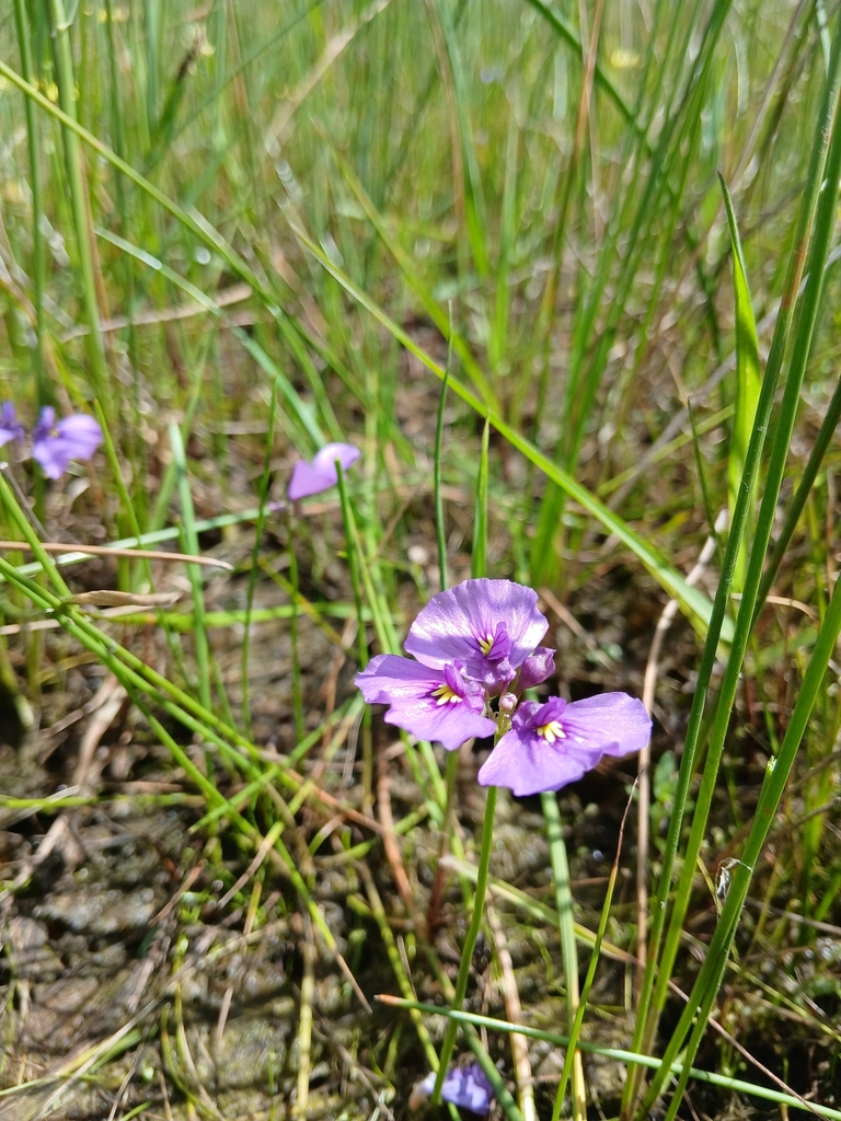 Utricularia beaugleholei (Utricularia beaugleholei)