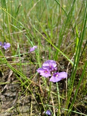 Utricularia beaugleholei (Utricularia beaugleholei)