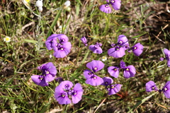 Utricularia beaugleholei (Utricularia beaugleholei)