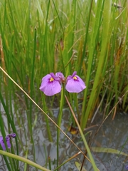 Utricularia beaugleholei (Utricularia beaugleholei)