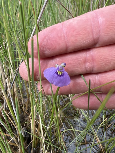 Utricularia beaugleholei (Utricularia beaugleholei)