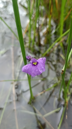 Utricularia beaugleholei (Utricularia beaugleholei)