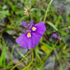 Utricularia beaugleholei (Utricularia beaugleholei)